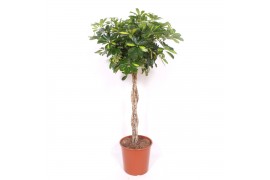 Schefflera arboricola gold capella vlechstam