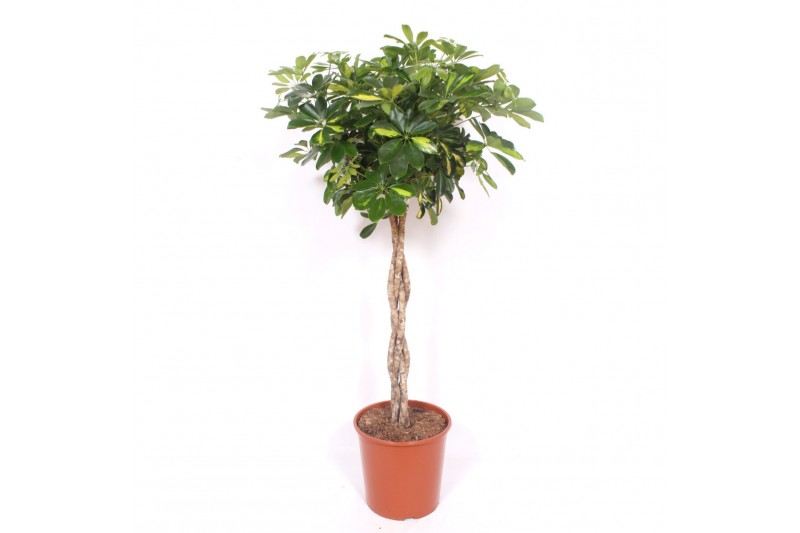 Schefflera arboricola gold capella vlechstam 