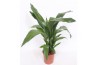 Aspidistra elatior 15pp