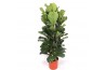 Ficus lyrata toef
