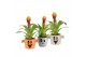 Arrangementen kamerplanten 83272: Halloween arrangement 1 pp 