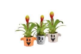 Arrangementen kamerplanten 83272: Halloween arrangement 1 pp