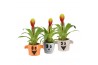 Arrangementen kamerplanten 83272: Halloween arrangement 1 pp