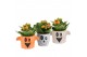 Arrangementen kamerplanten 83271: Halloween arrangement 1 pp 