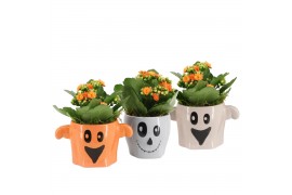 Arrangementen kamerplanten 83271: Halloween arrangement 1 pp