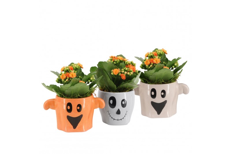 Arrangementen kamerplanten 83271: Halloween arrangement 1 pp Arrangementen kamerplanten 83271: Halloween arrangement 1 pp
