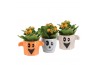 Arrangementen kamerplanten 83271: Halloween arrangement 1 pp