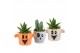 Arrangementen kamerplanten 83274: Halloween arrangement 1 pp 