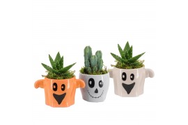 Arrangementen kamerplanten 83274: Halloween arrangement 1 pp