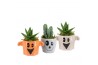 Arrangementen kamerplanten 83274: Halloween arrangement 1 pp