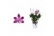 Dendrobium berry oda Dendrobium, Berry Oda 4+ spike Orchid Collection  