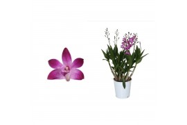 Dendrobium berry oda Dendrobium, Berry Oda 4+ spike Orchid Collection 