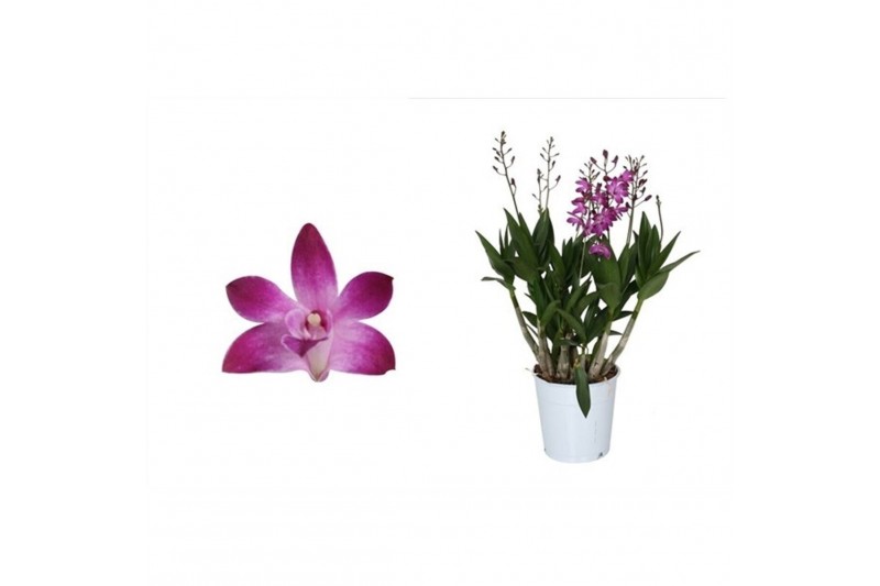 Dendrobium berry oda Dendrobium, Berry Oda 4+ spike Orchid Collection Dendrobium berry oda Dendrobium, Berry Oda 4+ spike Orchid Collection