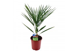 Chamaerops humilis