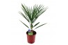 Chamaerops humilis