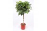 Schefflera arboricola gold capella rechte stam,1 pp