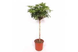 Schefflera arboricola compacta op stam,1 pp,1 pp,1 pp