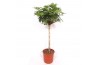 Schefflera arboricola compacta op stam,1 pp,1 pp,1 pp