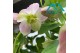 Helleborus orientalis Early Pink 