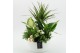 Arrangementen kamerplanten BAXM-2513W Xmas Fundamentals 5 pp 