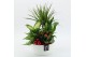 Arrangementen kamerplanten BAXM-2513R Xmas Fundamentals 5 pp 