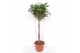 Schefflera arboricola compacta vlechtstam 