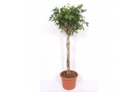 Schefflera arboricola compacta vlechtstam
