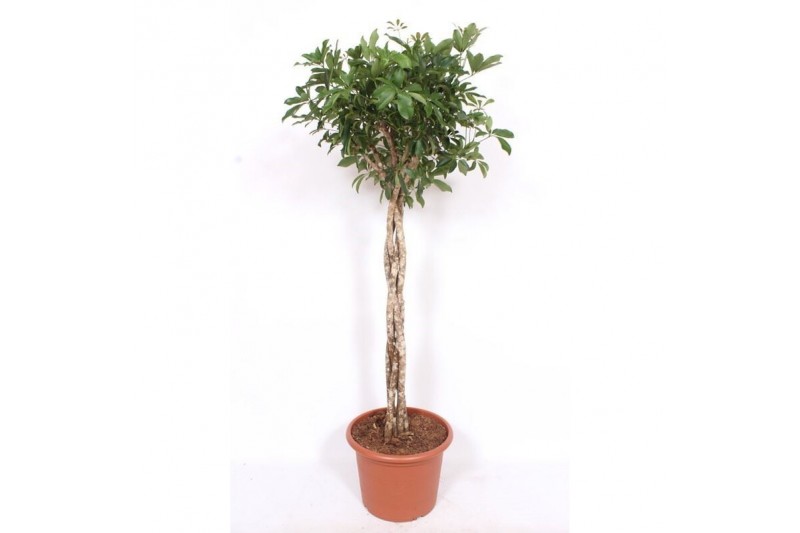 Schefflera arboricola compacta vlechtstam 