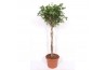 Schefflera arboricola compacta vlechtstam