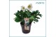 Helleborus niger christmas carol XL 