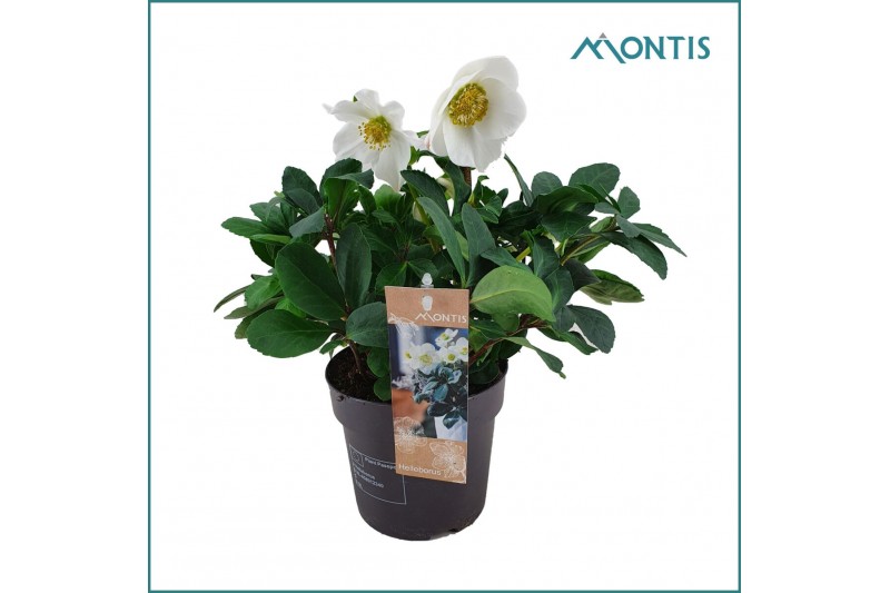Helleborus niger christmas carol XL 