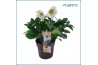 Helleborus niger christmas carol XL