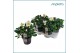 Helleborus niger christmas carol XL 
