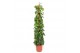 Epipremnum aureum mosstok 
