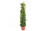Epipremnum aureum mosstok