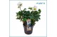 Helleborus niger christmas carol XXL 