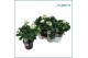 Helleborus niger christmas carol XXL 