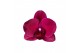Phalaenopsis anthura montreux Phalaenopsis Montreux - 2 tak 80cm 16 bl 