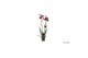 Phalaenopsis anthura montreux Phalaenopsis Montreux - 2 tak 80cm 16 bl 