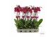 Phalaenopsis anthura montreux Phalaenopsis Montreux - 2 tak 80cm 16 bl 