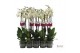 Phalaenopsis anthura london Phalaenopsis London - 2 tak 70cm 16 bl. 2  