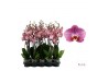 Phalaenopsis Honey Peach - 3 tak - 65/70cm