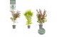 Acer palmatum mix kleuren per laag 