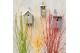 Acer palmatum mix kleuren per laag 