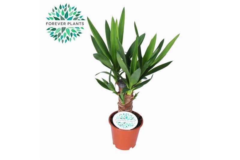 Yucca 20cm Enkel Stam, 3+ Kop 