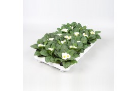 Primula acaulis cairo white