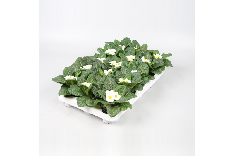 Primula acaulis cairo white 