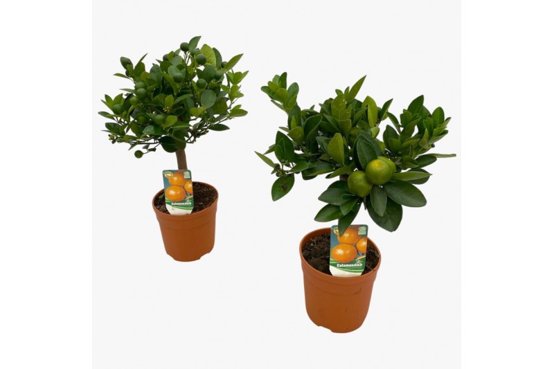 Citrus calamondino op stam 