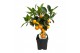 Citrus calamondino op stam 