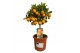 Citrus calamondino op stam 
